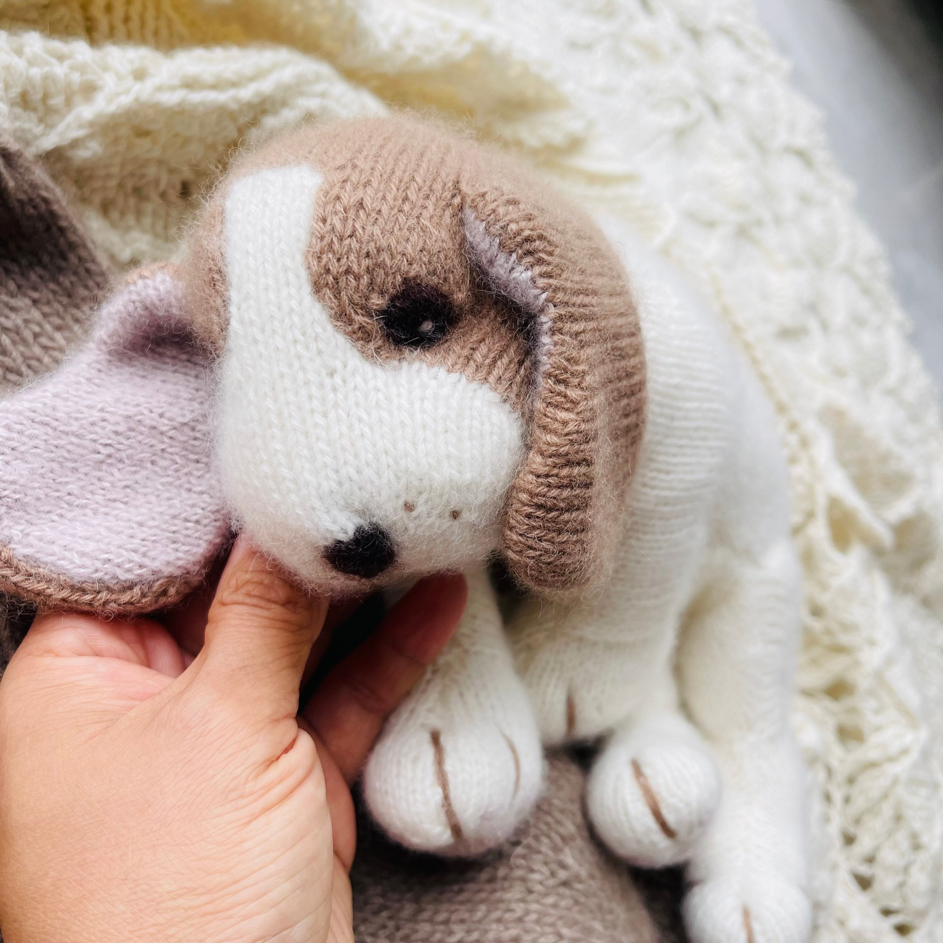 Cashmere Beagle Puppy