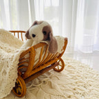 Cashmere Beagle Puppy