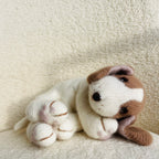 Cashmere Beagle Puppy